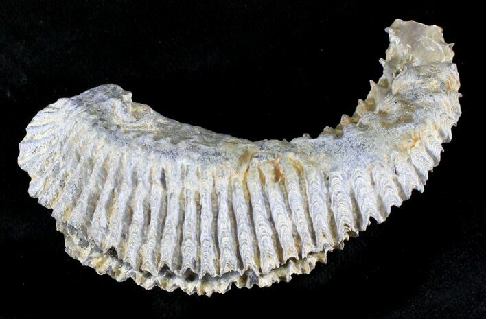 Cretaceous Fossil Oyster (Rastellum) - Madagascar #23609